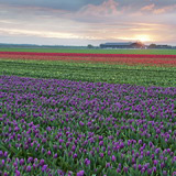Flowering tulip fields in Zeeland